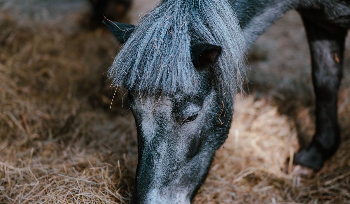 Autumn Preparations for Horses and Smallholdings