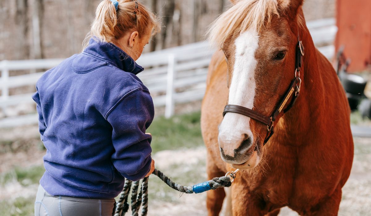 Maintaining Leather Tack Through the Seasons