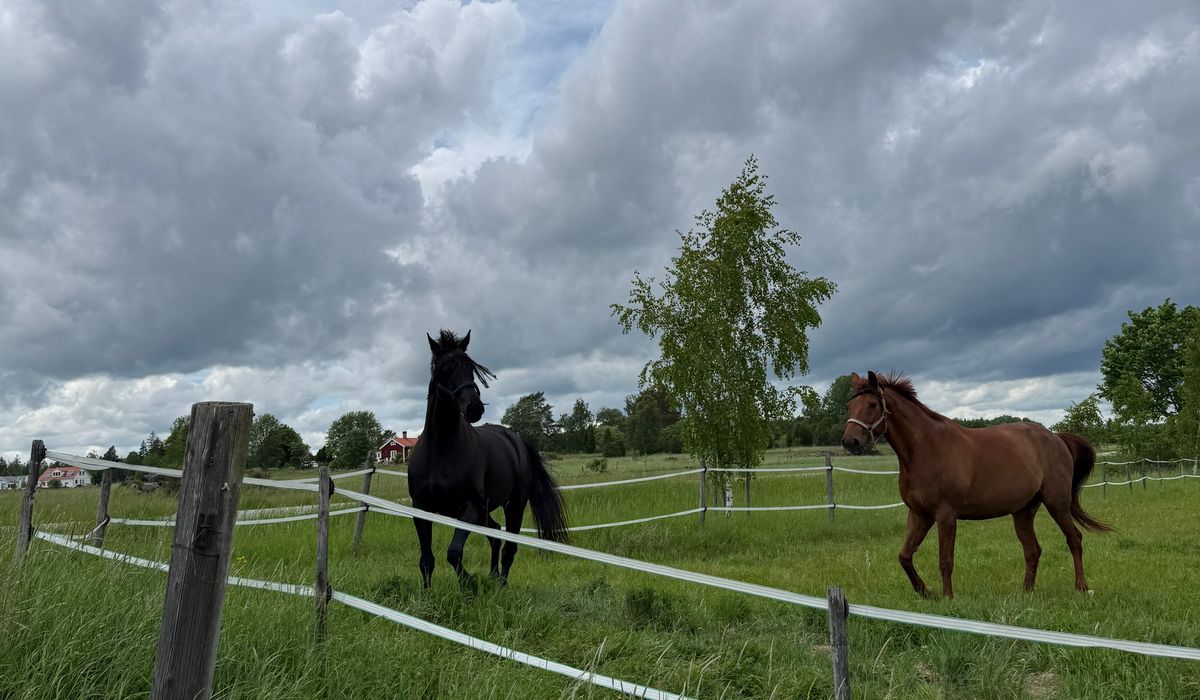 A Practical Guide to Feeding Senior Horses