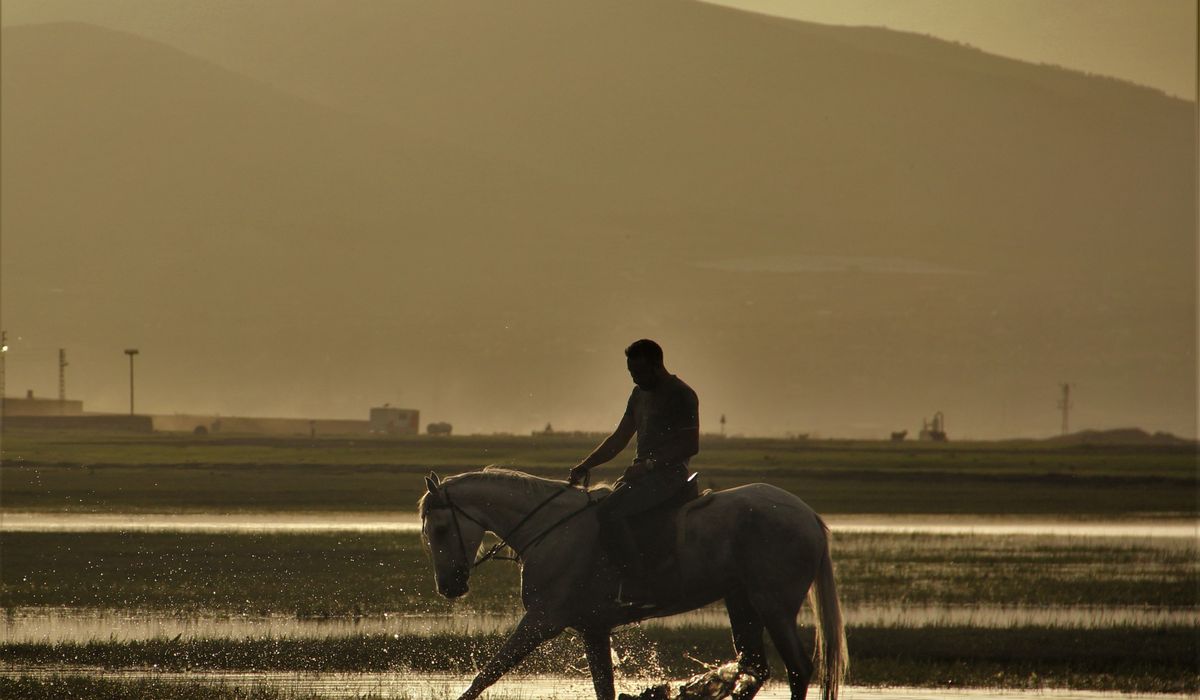 Controlling Common Weeds in Horse Pastures