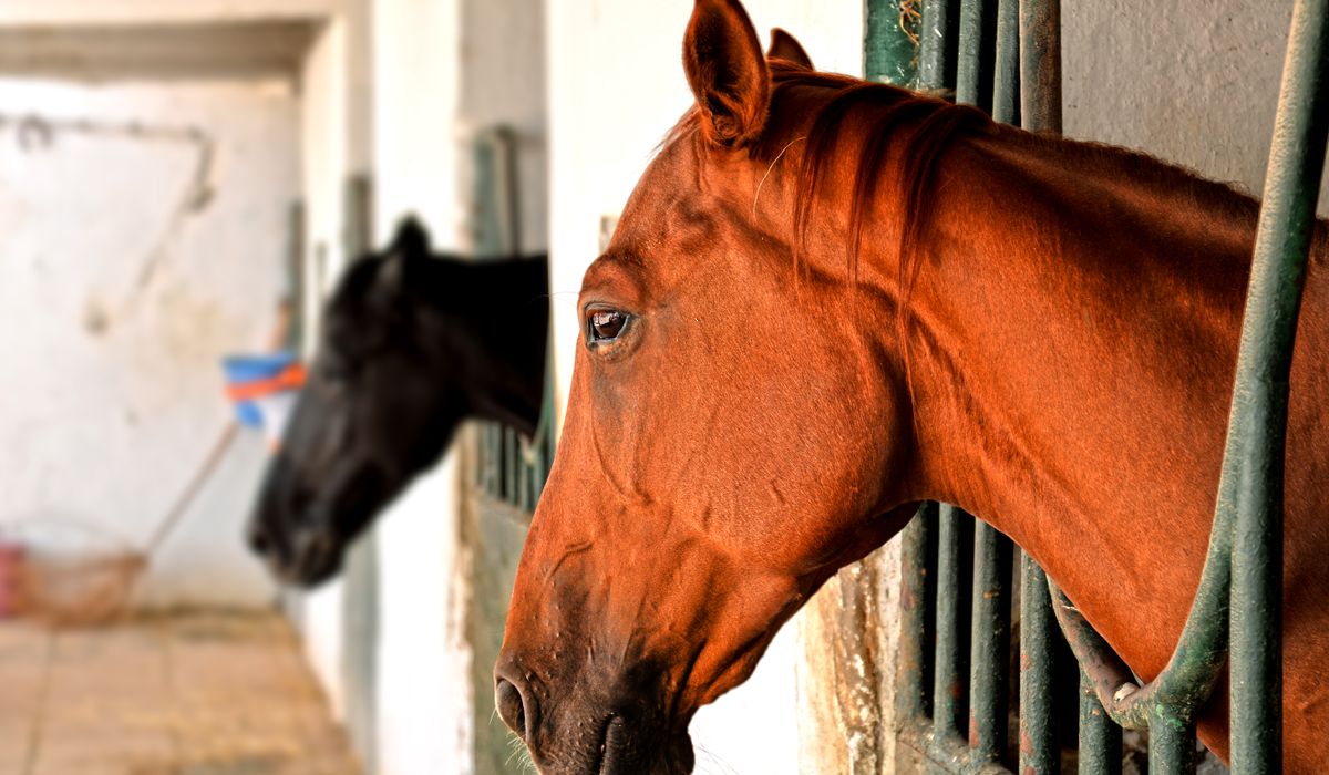 Creating a Workable Routine for Multiple Horses