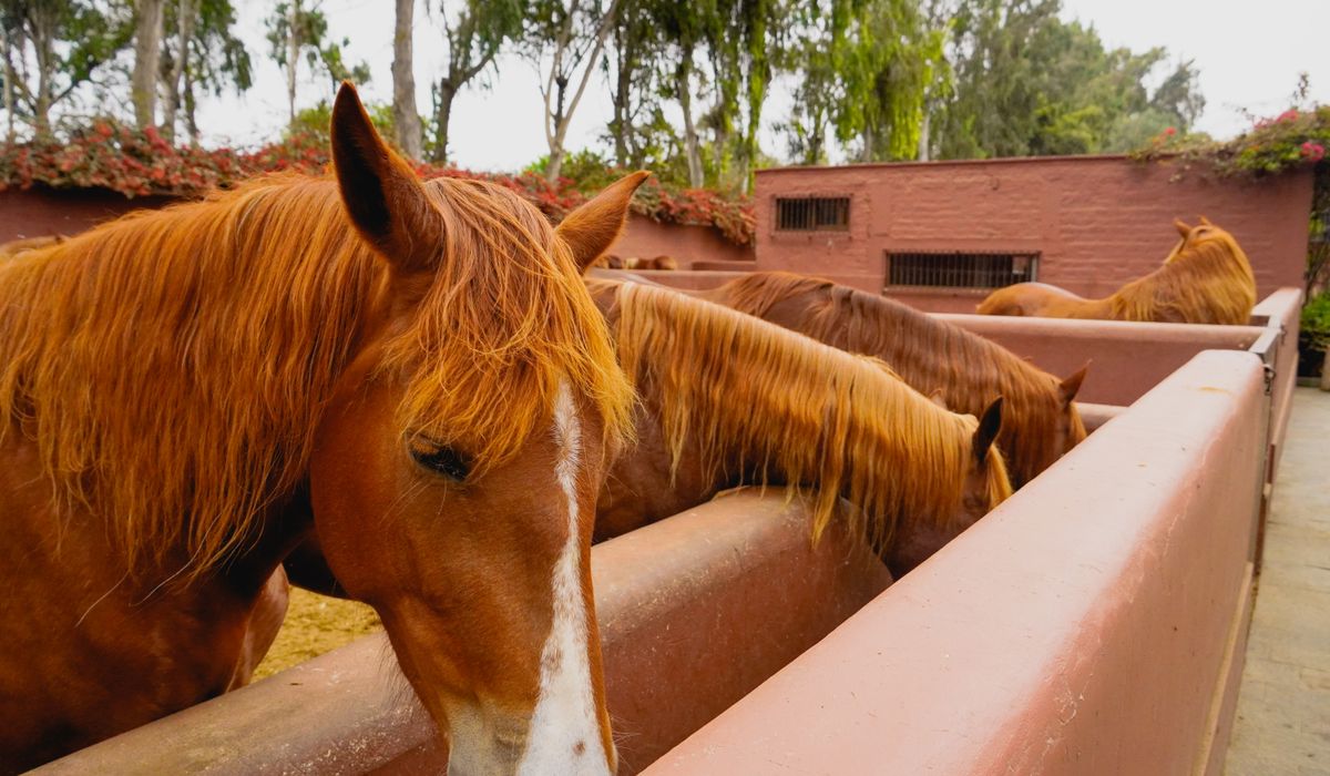 Groundwork Exercises to Build Trust with Horses