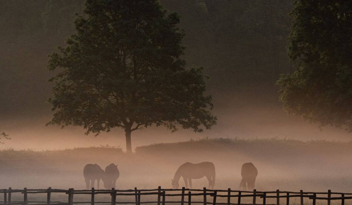 Growing Vegetables Alongside Livestock on a Smallholding