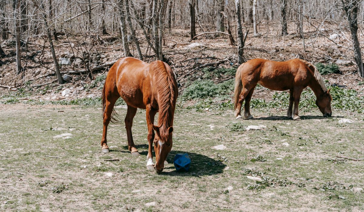 How to Spot Early Signs of Lameness in Horses