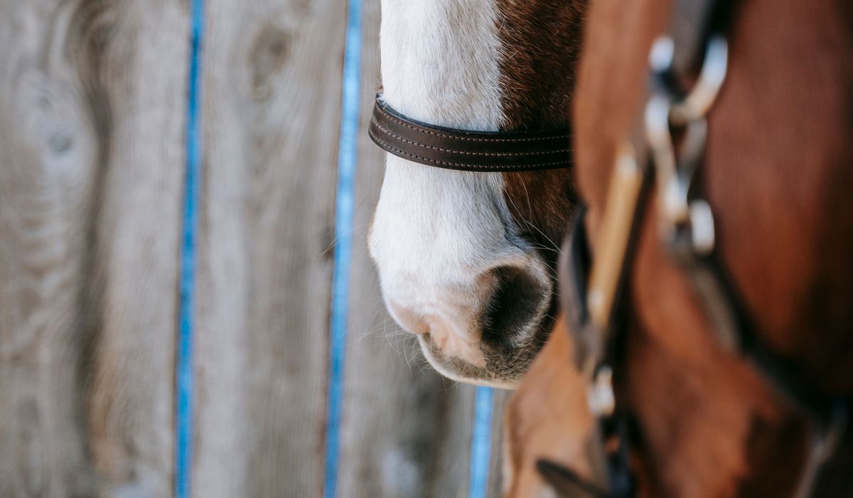 Improving Your Balance in the Saddle
