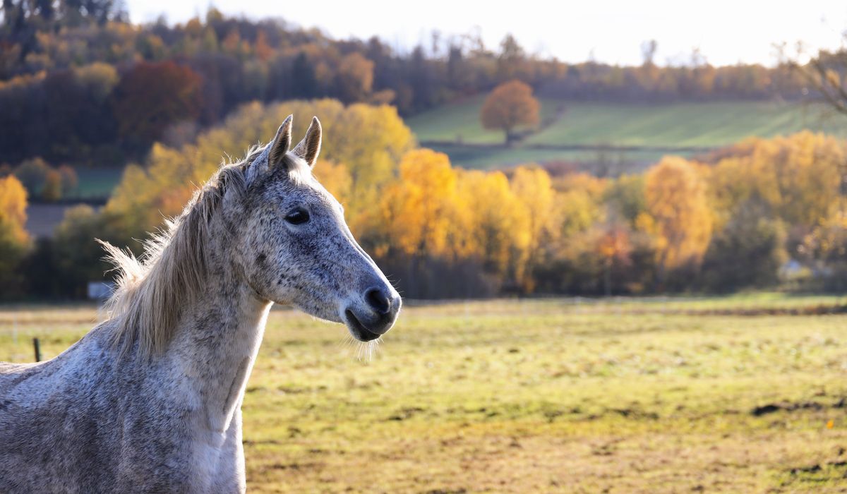Managing Mud Around Gateways and Water Troughs