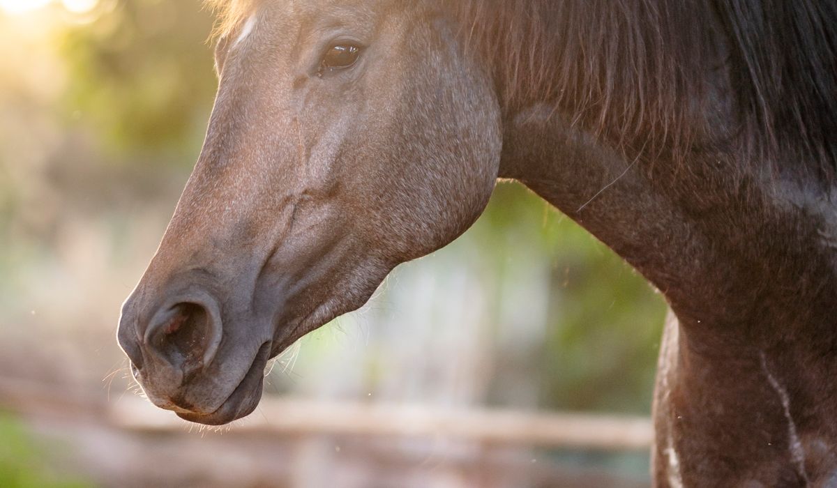 Preparing for Your First Dressage Competition