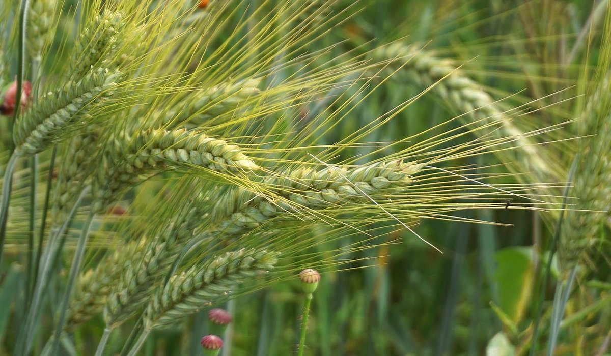 Supporting Wildlife in a Working Garden